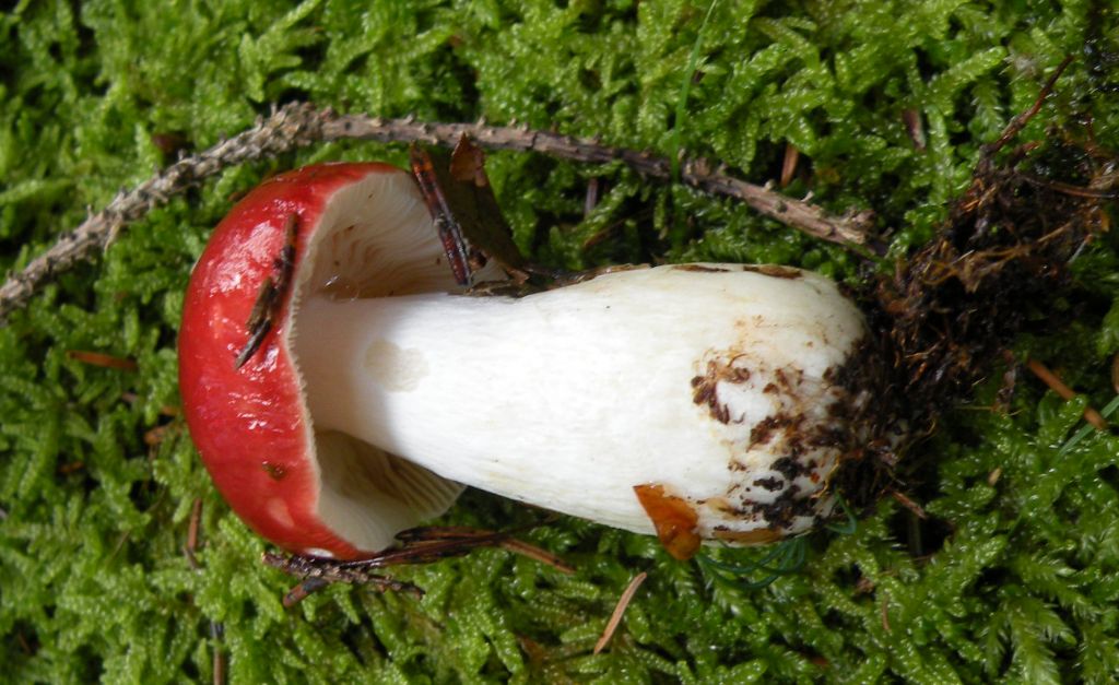 Potrebbe essere Russula emetica?